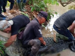 Penampakan Buaya Jumbo 400 Kg yang Meresahkan Warga Jambi