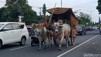 Gerobak Sapi di Tengah Deru Mesin Kendaraan Jalan Yogya-Solo