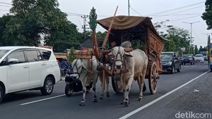 Gerobak Sapi di Tengah Deru Mesin Kendaraan Jalan Yogya-Solo