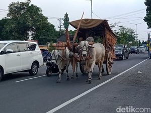 Gerobak Sapi di Tengah Deru Mesin Kendaraan Jalan Yogya-Solo