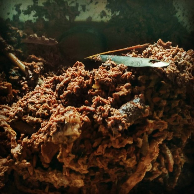 Gudeg Manggar / Foto: Instagram/ Gudegmanggar_bujumilan gudeg manggar yang terbuat dari bunga kelapa muda