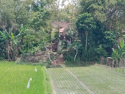 Percaya Nggak Percaya, Perkutut di Makam Mbah Kutut Klaten Tak Bisa Ditangkap