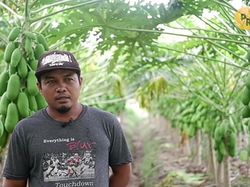 Hebat! Petani Pepaya Asal Kebumen Ini Bisa Raup Omzet Rp 28 Juta per Minggu