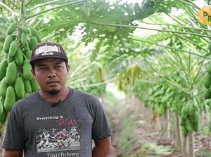 Hebat! Petani Pepaya Asal Kebumen Ini Bisa Raup Omzet Rp 28 Juta per Minggu Hebat! Petani Pepaya Asal Kebumen Ini Bisa Raup Omzet Rp 28 Juta per Minggu