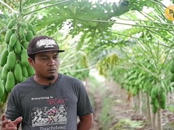 Marak Orderan Makanan Fiktif Ojol hingga Petani Pepaya Beromzet Rp 28 Juta
