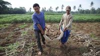 Petani Singkong di Lampung Ini Raup Cuan Rp 150 Juta Lho Per Tahun