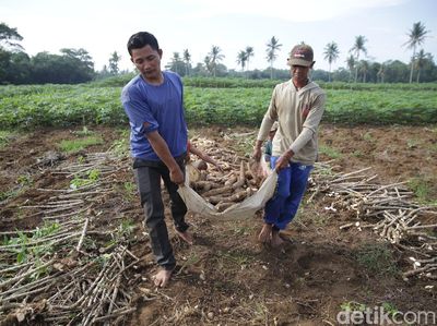 Petani Singkong di Lampung Ini Raup Cuan Rp 150 Juta Lho Per Tahun