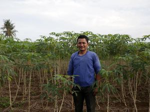 Petani Lampung Raup Omzet Rp 150 Juta per Tahun dari Tanam Singkong