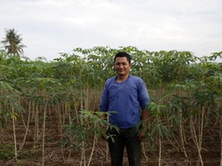 Petani Lampung Raup Omzet Rp 150 Juta per Tahun dari Tanam Singkong