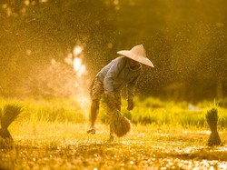 Top! Petani di Klaten Produksi Benih Padi Beromzet Ratusan Juta