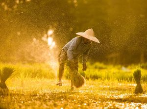 Top! Petani di Klaten Produksi Benih Padi Beromzet Ratusan Juta Top! Petani di Klaten Produksi Benih Padi Beromzet Ratusan Juta