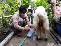 Dipercaya Bisa Atasi Gejala Covid-19, Susu Kambing Etawa di Bantul Diminati Warga
