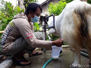 Banjir Pesanan, Susu Kambing Etawa Bantul Dipercaya Bisa Atasi Gejala Covid-19 Banjir Pesanan, Susu Kambing Etawa Bantul Dipercaya Bisa Atasi Gejala Covid-19