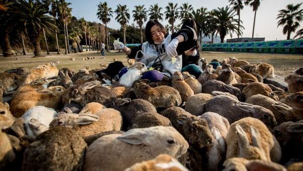 Potret Pulau Kelinci di Jepang yang Meresahkan Peneliti