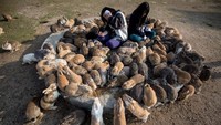 Bukannya Gemas, Kebanyakan Kelinci di Pulau Ini Meresahkan