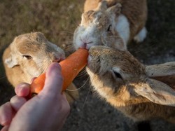 Fakta Kelinci yang Jago Berenang