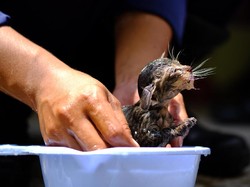 Aksi Damkar Selamatkan Bayi Kucing Terjebak di Pipa Rumah