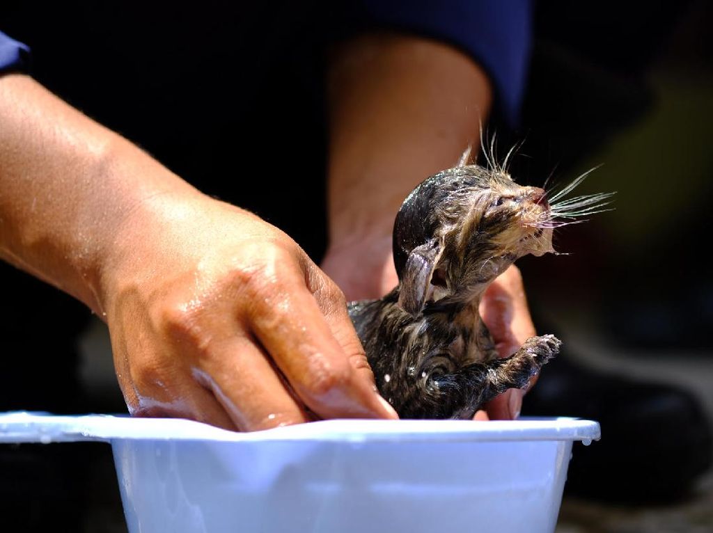 Aksi Damkar Selamatkan Bayi Kucing Terjebak di Pipa Rumah Aksi Damkar Selamatkan Bayi Kucing Terjebak di Pipa Rumah