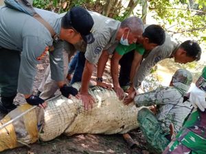 BKSDA Jambi Evakuasi 8 Buaya Jumbo 400 Kg Peliharaan Warga
