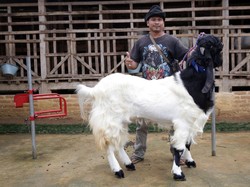 Manjanya Kambing Hias, Rutin Mandi Pakai Sampo & Disisir Bulunya