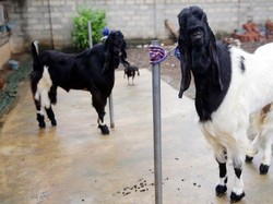 Gemerlap Kambing Hias, Bentuk Unik Harga Bisa Sampai Puluhan Juta