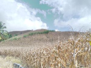 Kementan: Kita Pastikan Kebutuhan Jagung Peternak Tercukupi