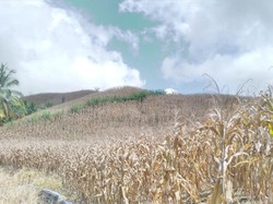 Kementan: Kita Pastikan Kebutuhan Jagung Peternak Tercukupi