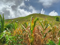Daerah Perbatasan Ini Jadi Sentra Pengembangan Jagung di Kalbar
