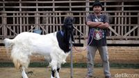 Mantap! Pria Ini Raup Cuan Puluhan Juta dari Kambing Hias