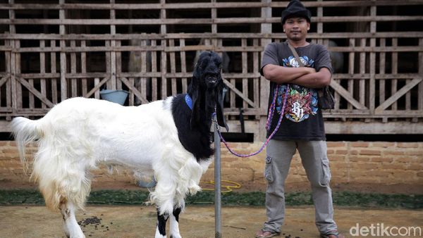 Mantap! Pria Ini Raup Cuan Puluhan Juta dari Kambing Hias