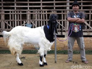 Mantap! Pria Ini Raup Cuan Puluhan Juta dari Kambing Hias