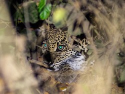 Gembira Loka Zoo Bantu Pelepasliaran Macan Tutul Jawa di TN Gunung Ciremai