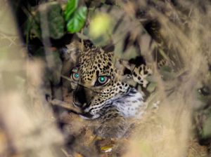 Gembira Loka Zoo Bantu Pelepasliaran Macan Tutul Jawa di TN Gunung Ciremai Gembira Loka Zoo Bantu Pelepasliaran Macan Tutul Jawa di TN Gunung Ciremai