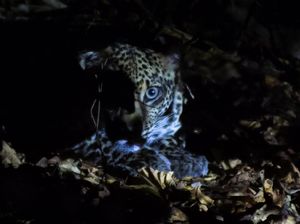 Tiap Tahun Populasi Macan Tutul Jawa di TN Baluran Situbondo Meningkat Tiap Tahun Populasi Macan Tutul Jawa di TN Baluran Situbondo Meningkat