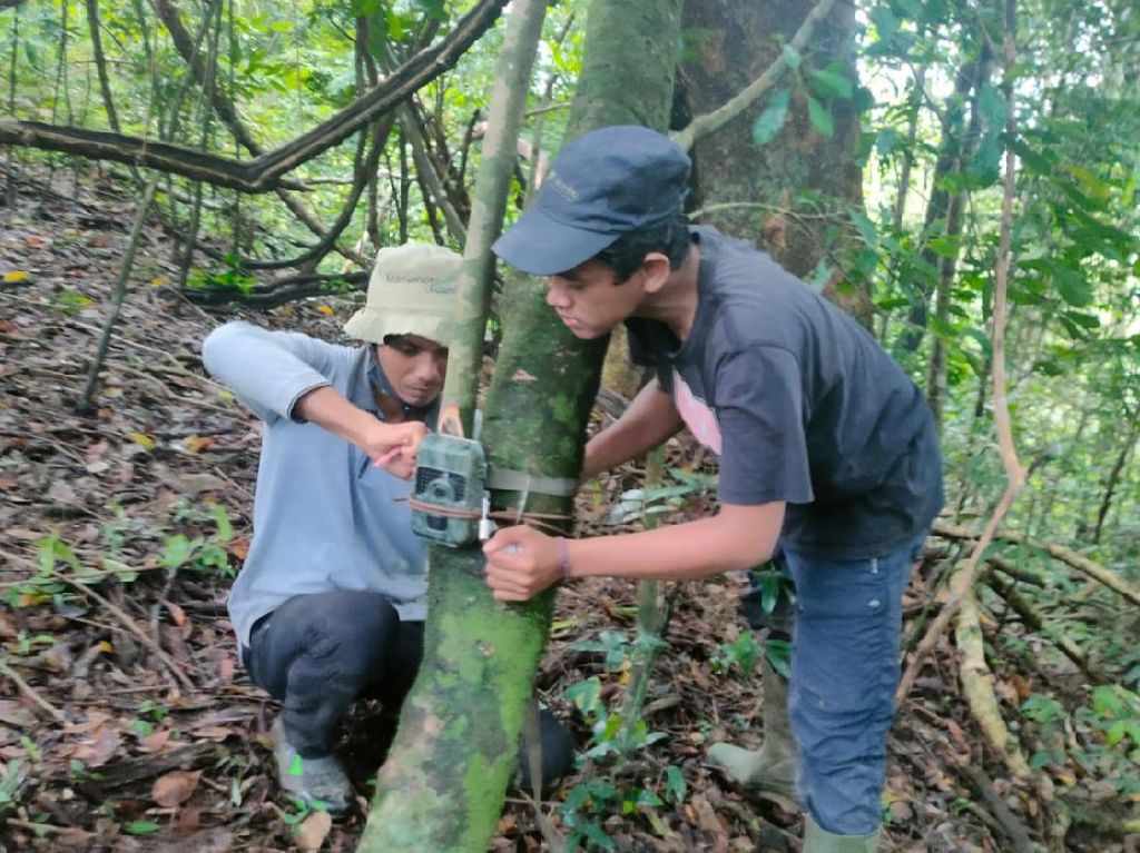Begini Camera Trap Dipasang Pantau Macan Tutul Jawa di TN Meru Betiri Begini Camera Trap Dipasang Pantau Macan Tutul Jawa di TN Meru Betiri