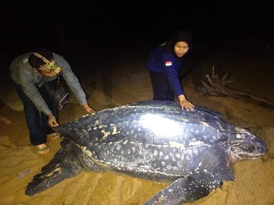 Ini Lho Penyu Belimbing, Penyu Terbesar di Dunia Muncul di Kalbar