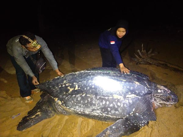 Ini Lho Penyu Belimbing, Penyu Terbesar di Dunia Muncul di Kalbar