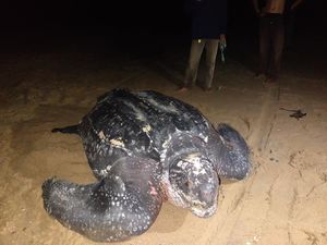 Super-langka! Penyu Terbesar di Dunia Muncul di Kalbar Super-langka! Penyu Terbesar di Dunia Muncul di Kalbar