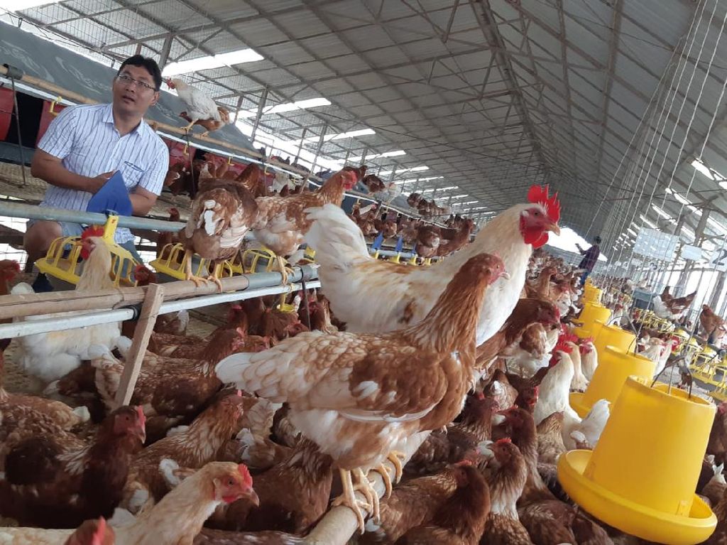 Bisnis Peternakan Ayam Nggak Bisa Sembarangan, Baca Tipsnya di Sini