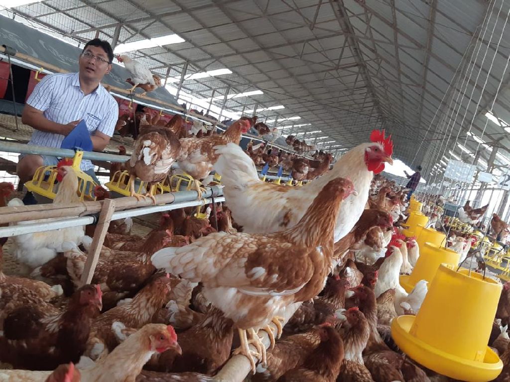 Bisnis Peternakan Ayam Nggak Bisa Sembarangan, Baca Tipsnya di Sini Bisnis Peternakan Ayam Nggak Bisa Sembarangan, Baca Tipsnya di Sini