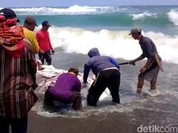 Hiu Paus Terdampar di Pantai Cianjur, Dagingnya Dipotong-potong Warga