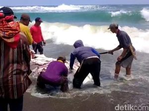 Respons Balai Perikanan soal Bangkai Hiu Paus Dikonsumsi Warga Cianjur Respons Balai Perikanan soal Bangkai Hiu Paus Dikonsumsi Warga Cianjur