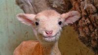 Tahan Senyum! 15 Foto Bayi Hewan yang Menggemaskan