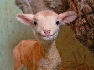 Tahan Senyum! 15 Foto Bayi Hewan yang Menggemaskan Tahan Senyum! 15 Foto Bayi Hewan yang Menggemaskan