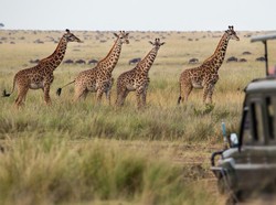 Kenapa Benua Afrika Dikenal sebagai Benua Hitam? Ini Sejarahnya