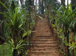 Menikmati Rindangnya Pepohonan di Bukit Cianten