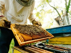 Dihadang Kawanan Lebah, Penumpang Terjebak di Pesawat Lebih dari Sejam