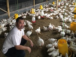 Kisah Pilu Peternak Ayam: Sudah Rugi, Tertimpa Pandemi