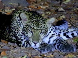 Cara Fotografer Cegah Kepunahan Macan Tutul dari Balik Lensa Kamera