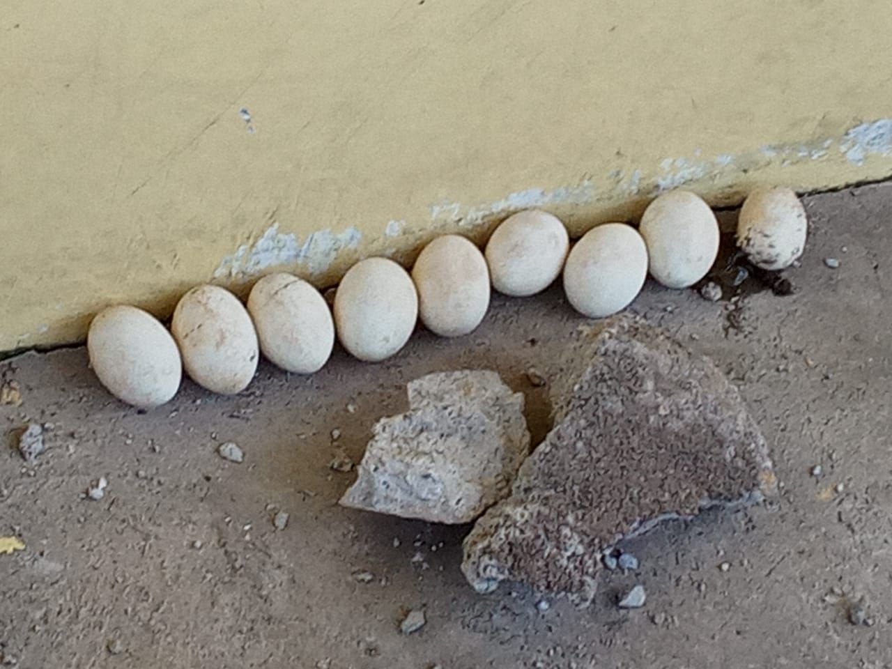 Telur ular piton yang ditemukan di pekarangan rumah warga di Makassar. (dok. Istimewa)